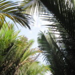 Mekong Delta