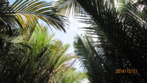 Mekong Delta