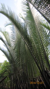 Mekong Delta